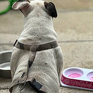 Ramses participe au concours pour gagner de l'argent avec cette photo : dog, white_dog, black_ear, harness, camo_pattern, pet_bowl, pink_bowl, metal_bowl, concrete_floor, outdoor, pet_accessory, sitting, back_view, blurred_background, closeup, animal, canine, domestic_animal, resting, leisure