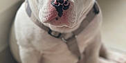 Ramses a rejoint le concours — aidez-le/la à gagner de superbes lots ! puppy, dog, white, black, pet, close_up, indoor, floor, window, collar, sitting, cute, animal, young, looking_up, ears, face, nose, paw, expression