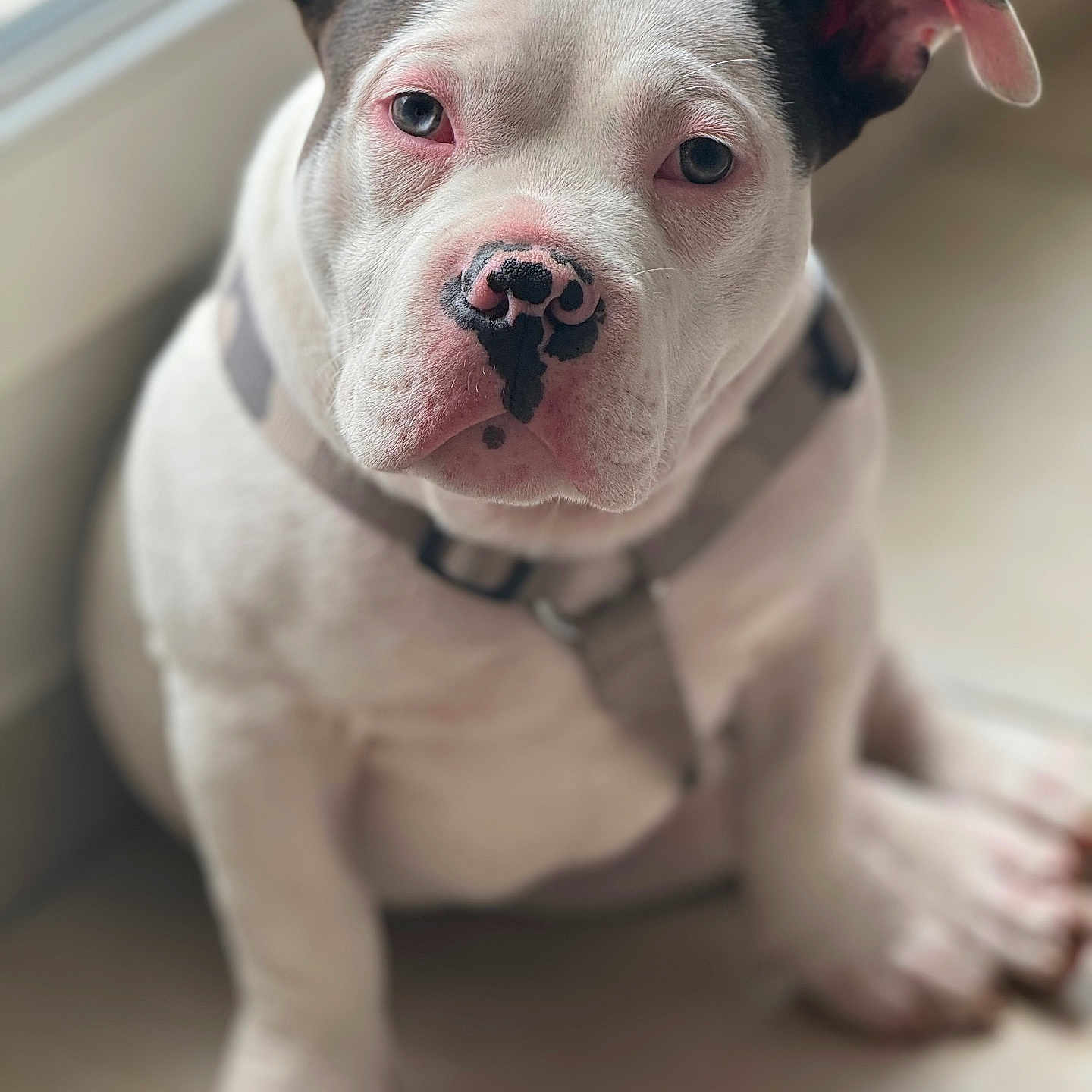 Ramses a rejoint le concours — aidez-le/la à gagner de superbes lots ! animal, black, close_up, collar, cute, dog, ears, expression, face, floor, indoor, looking_up, nose, paw, pet, puppy, sitting, white, window, young