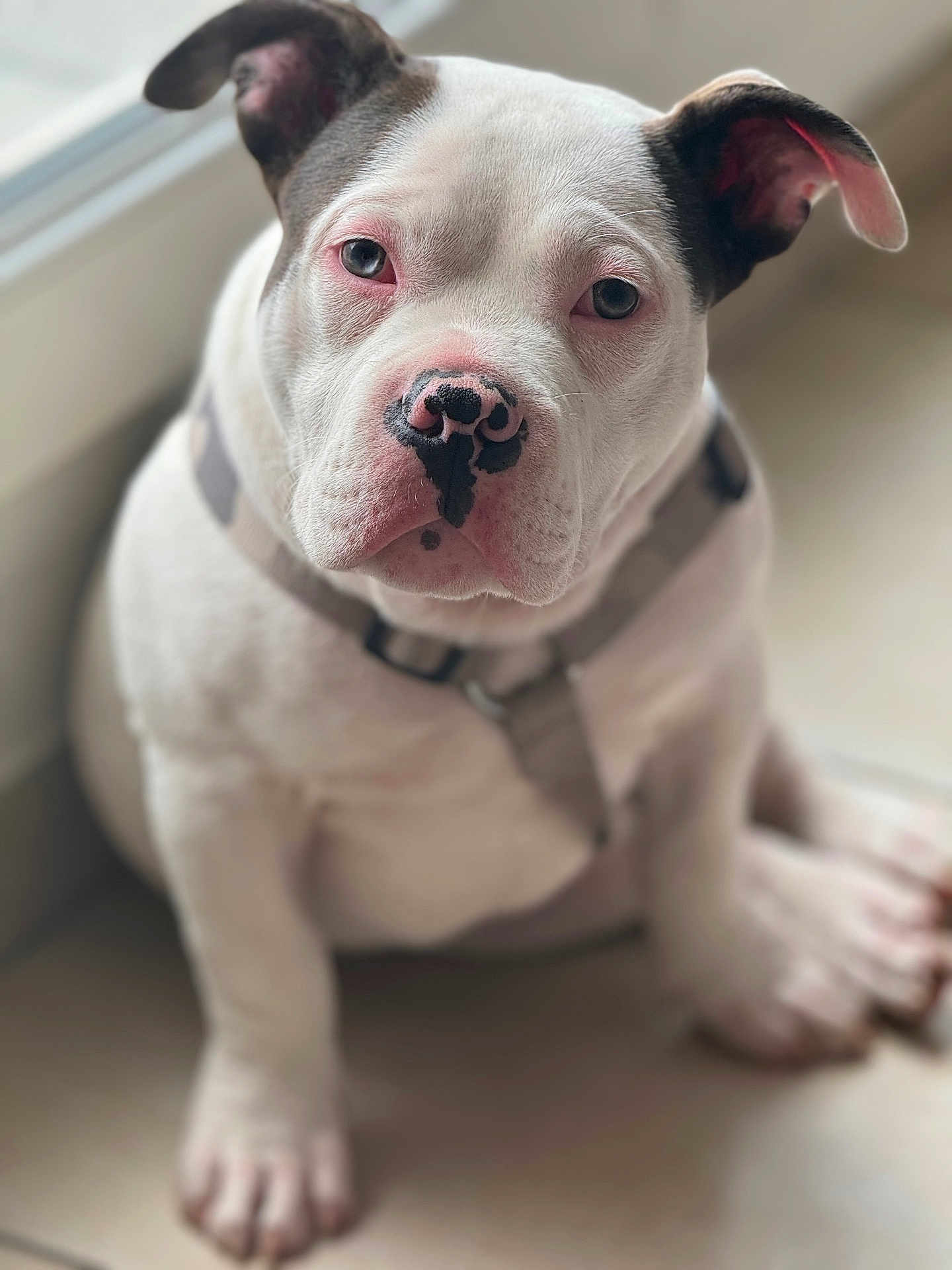 Ramses
