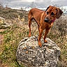 dog, brown_dog, rock, grass, outdoor, nature, cloudy_sky, trees, wildlife, animal, canine, landscape, field, bushes, overcast, pet, standing, alert, collar, wilderness