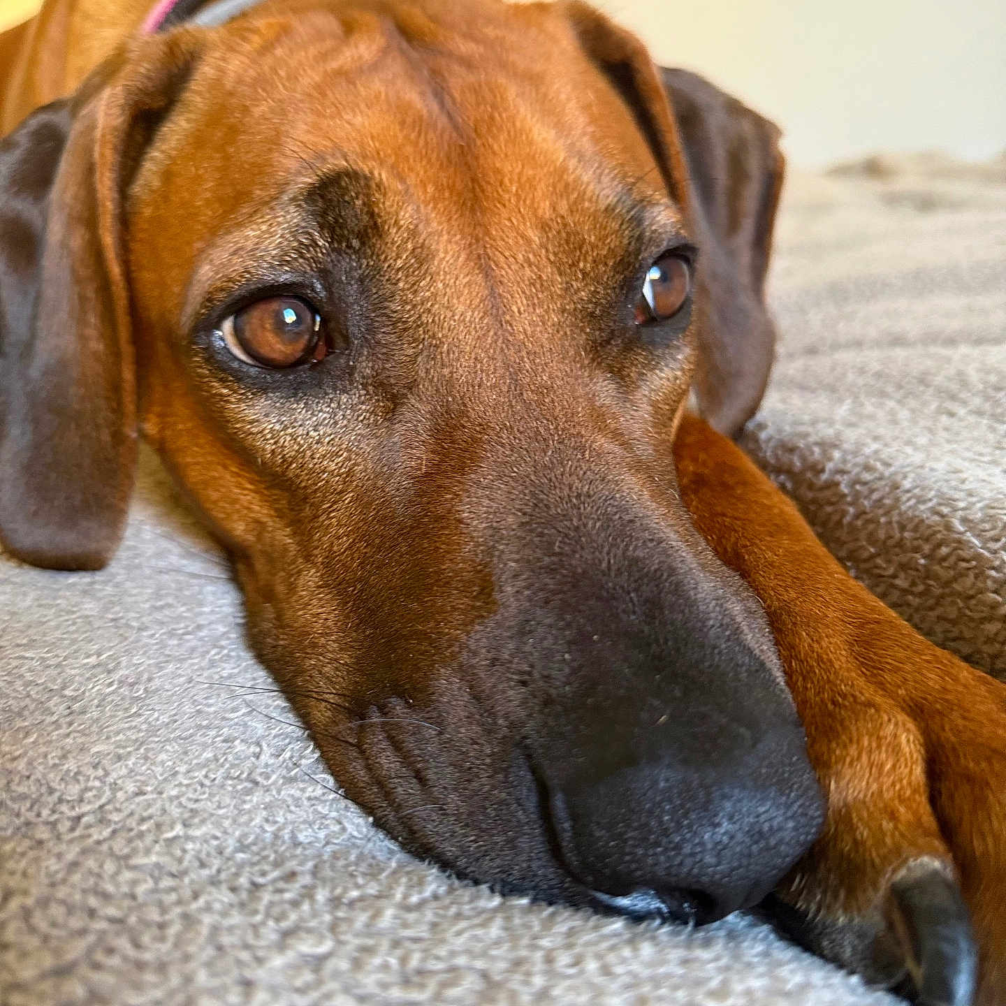 Vicci a rejoint le concours — aidez-le/la à gagner de superbes lots ! dog, close_up, brown_coat, lying_down, relaxed, pet, animal, nose, ears, paw, bed, soft_texture, indoor, portrait, canine, expression, fur, whiskers, sleepy, companion