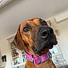 Vicci participe au concours pour gagner de l'argent avec cette photo : dog, pet, collar, brown_dog, close_up, indoor, furniture, cabinet, curious, portrait, animal, canine, house, domestic, ears, snout, whiskers, eyes, pink_collar, brown_fur