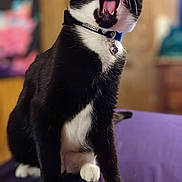 Maeve is registered to the contest to win money with this photo: animal, bed, bell, black_and_white, cat, closeup, collar, cute, domestic_cat, feline, fur, indoor, paw, pet, portrait, purple_bedspread, sitting, tuxedo_cat, whiskers, yawning