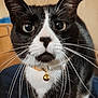animal, bell, black_and_white, cat, close_up, closeup, collar, curious, cute, domestic_cat, ears, eyes, face, feline, fur, indoor, pet, portrait, tuxedo_cat, whiskers