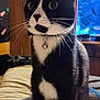 Maeve is registered to the contest to win money with this photo: bed, bell, black_and_white, cat, collar, cozy, curious, domestic_animal, feline, fur, furniture, indoor, pet, room, sitting, television, tuxedo_cat, whiskers, wide_eyes, wood_paneling