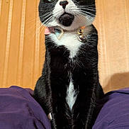 Maeve is registered to the contest to win money with this photo: animal, bell, black_and_white, cat, closeup, collar, cute, domestic_cat, feline, furry, house, indoor, looking_up, pet, portrait, purple_cushion, sitting, tuxedo_cat, whiskers, wooden_wall