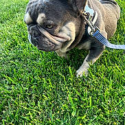 Gordo joined the competition — help win amazing prizes! dog, french_bulldog, leash, grass, outdoor, pet, animal, canine, closeup, nature, green, fur, collar, walking, side_view, daylight, expression, portrait, field, mammal