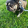 dog, french_bulldog, leash, grass, outdoor, pet, animal, canine, closeup, nature, green, fur, collar, walking, side_view, daylight, expression, portrait, field, mammal