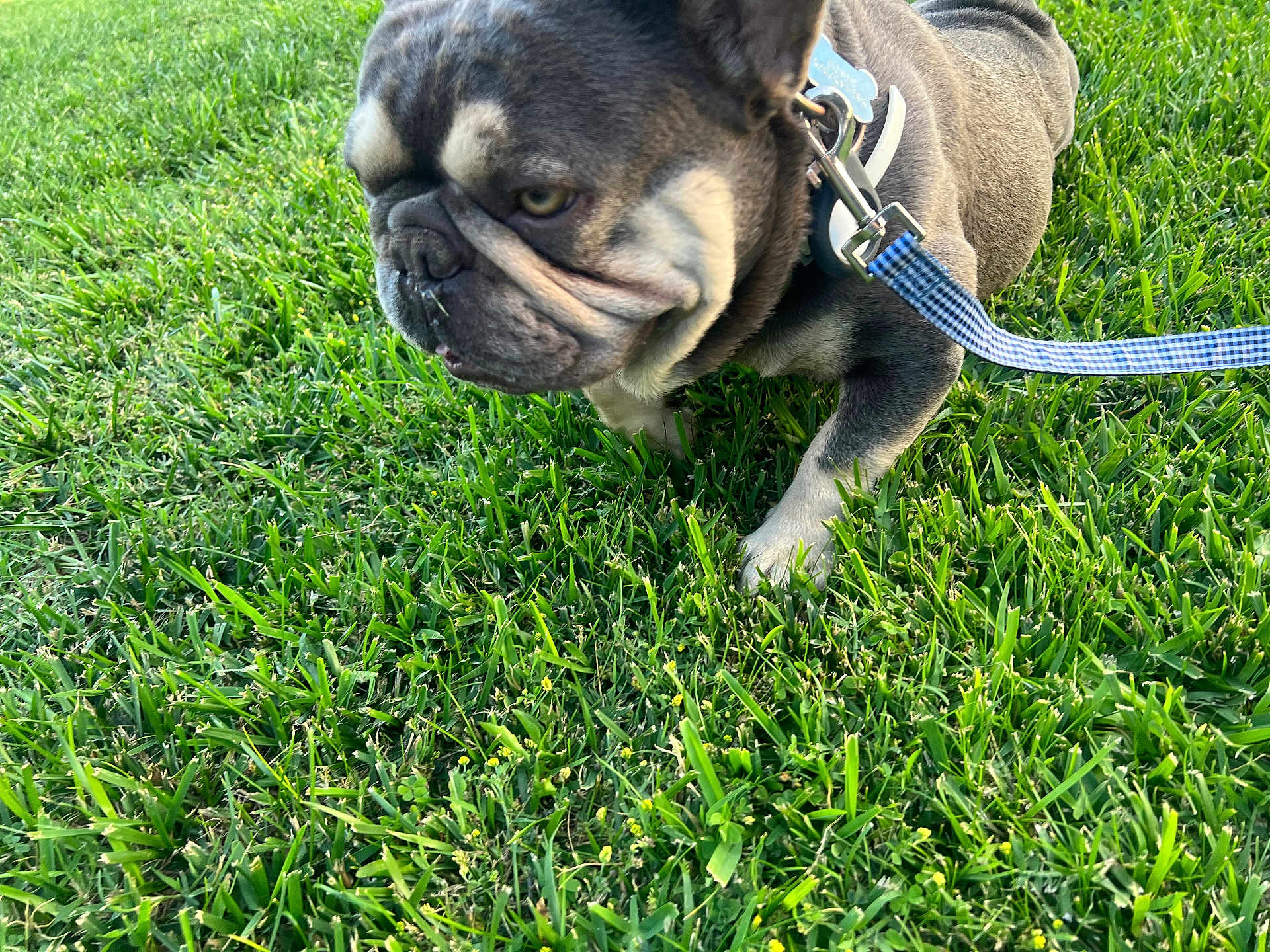 Gordo