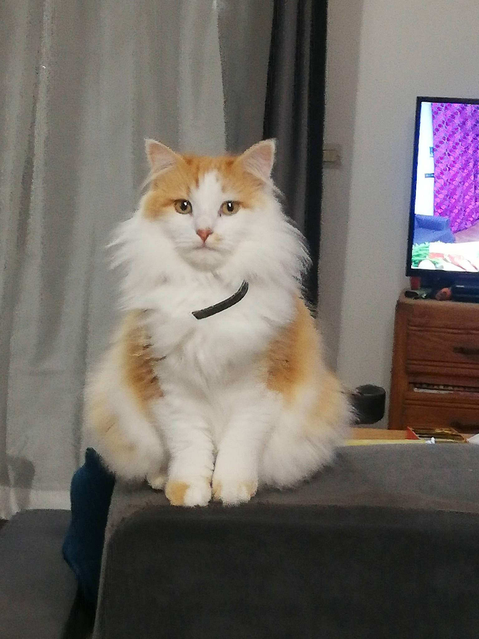 Ogun participe au concours pour gagner de l'argent avec cette photo : cabinetry, cable_television, carnivore, cat, comfort, display_device, entertainment_center, fawn, felidae, fur, home_appliance, paw, small_to_medium_sized_cats, snout, tail, television, television_set, whiskers, window, wood