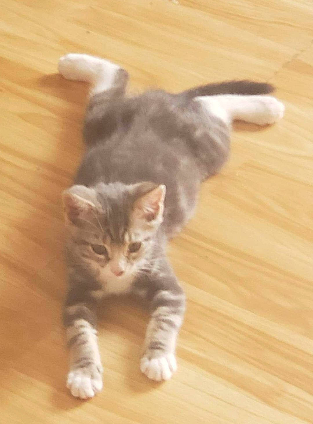 Axle is registered to the contest to win money with this photo: carnivore, cat, claw, domestic_short_haired_cat, felidae, floor, flooring, fur, hardwood, laminate_flooring, paw, plank, small_to_medium_sized_cats, tail, terrestrial_animal, varnish, whiskers, wood, wood_flooring, wood_stain