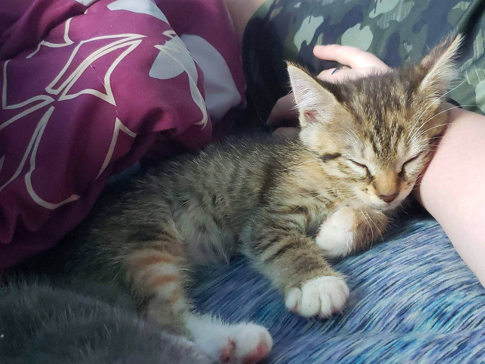 Mia joined the competition — help win amazing prizes! carnivore, cat, cat_supply, claw, comfort, domestic_short_haired_cat, felidae, fur, grass, nap, paw, sitting, sleep, small_to_medium_sized_cats, snout, tail, whiskers