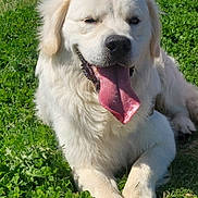 Viago participe au concours pour gagner de l'argent avec cette photo : animal, canine, cute, dog, fluffy, friendly, grass, happy, lying_down, mammal, nature, outdoor, pet, playful, relaxed, summer, sunny, tongue_out, white_dog, winking