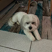 Kala participe au concours pour gagner de l'argent avec cette photo : dog, white_dog, indoor, floor, rug, blanket, stuffed_toy, pet, animal, tile_floor, wood_pattern, lying_down, furniture_leg, cozy, home, blurred, cute, small_dog, resting, living_room