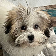 Kala a rejoint le concours — aidez-le/la à gagner de superbes lots ! adorable, animal, black_nose, blanket, brown_and_white, curious, cute, dog, floor, fluffy, fur, indoor, looking_up, pet, puppy, small_dog, tile, whiskers, wood, young