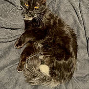 Erza is registered to the contest to win money with this photo: cat, black_and_white_cat, feline, pet, animal, golden_eyes, whiskers, fluffy_tail, long_hair, tuxedo_pattern, relaxed, lying_down, lounging, blanket, gray_blanket, indoors, portrait, close_up, soft_texture, cozy