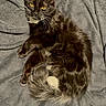 cat, black_and_white_cat, feline, pet, animal, golden_eyes, whiskers, fluffy_tail, long_hair, tuxedo_pattern, relaxed, lying_down, lounging, blanket, gray_blanket, indoors, portrait, close_up, soft_texture, cozy