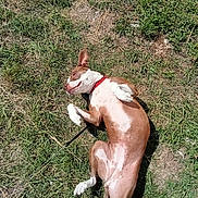 Odyssée participe au concours pour gagner de l'argent avec cette photo : dog, grass, outdoor, sunlight, relaxing, canine, brown, white, pet, animal, summer, nature, feet, sandals, polka_dot, toenails, nail_polish, leash, ground, playful