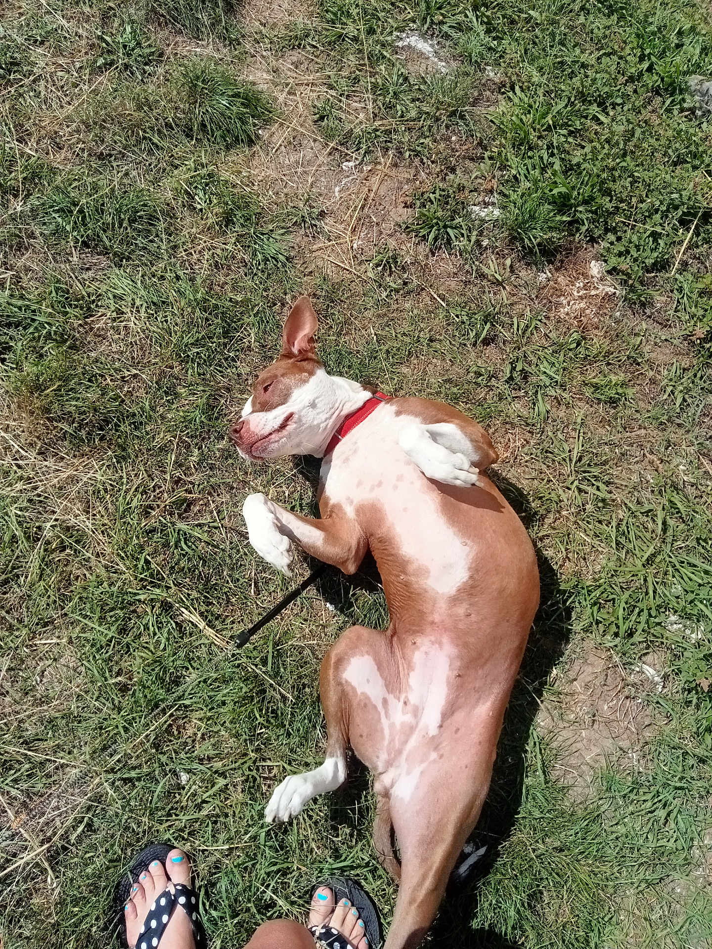 Odyssée participe au concours pour gagner de l'argent avec cette photo : dog, grass, outdoor, sunlight, relaxing, canine, brown, white, pet, animal, summer, nature, feet, sandals, polka_dot, toenails, nail_polish, leash, ground, playful