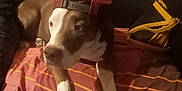 Odyssée participe au concours pour gagner de l'argent avec cette photo : dog, cap, couch, blanket, indoor, pet, animal, brown_and_white, relaxed, person_arm, handbag, striped, fabric, seated, fur, paw, canine, accessory, home, casual