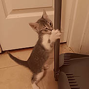 Slinky is registered to the contest to win money with this photo: kitten, cat, pet, indoor, floor, dustpan, playful, animal, small, white, gray, paw, door, tile, handle, curious, young, feline, cute, standing