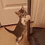 animal, cat, curious, cute, door, dustpan, feline, floor, gray, handle, indoor, kitten, paw, pet, playful, small, standing, tile, white, young