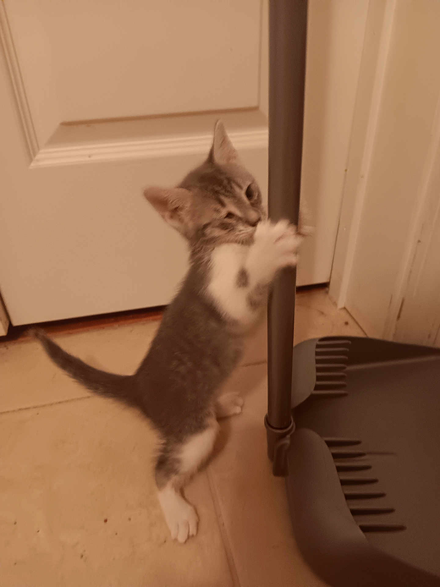 Slinky is registered to the contest to win money with this photo: kitten, cat, pet, indoor, floor, dustpan, playful, animal, small, white, gray, paw, door, tile, handle, curious, young, feline, cute, standing