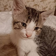 Linus is registered to the contest to win money with this photo: kitten, cat, close_up, sleepy, fur, white, gray, striped, pet, animal, cute, resting, indoor, soft, young, whiskers, ears, face, nose, cozy