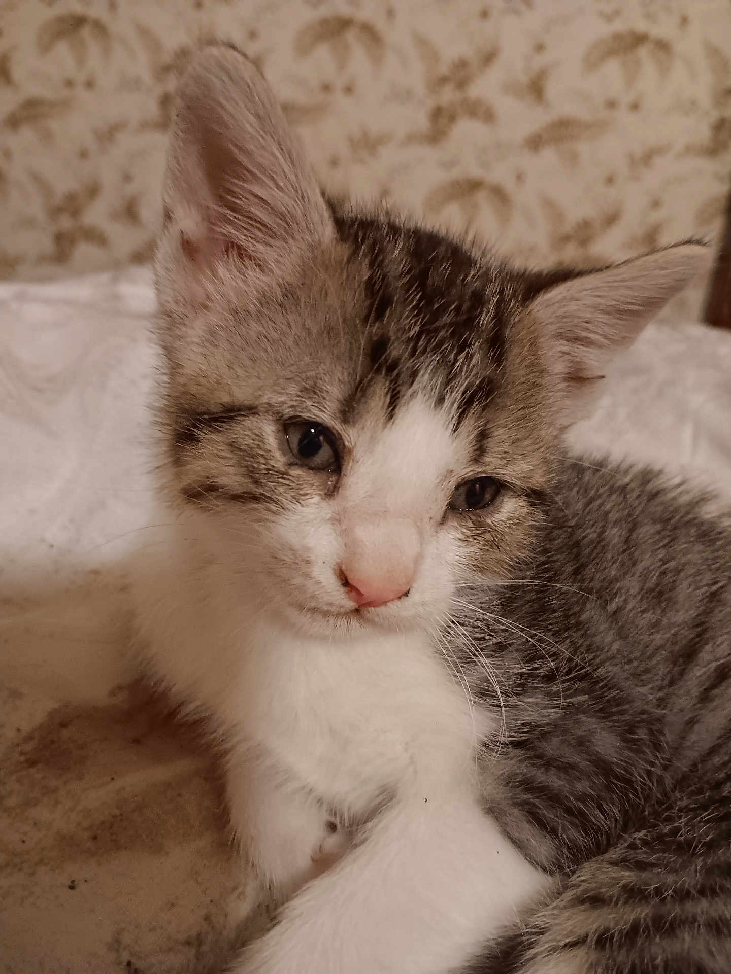 Linus is registered to the contest to win money with this photo: kitten, cat, close_up, sleepy, fur, white, gray, striped, pet, animal, cute, resting, indoor, soft, young, whiskers, ears, face, nose, cozy