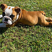 Daisy Mae is registered to the contest to win money with this photo: bulldog, puppy, dog, grass, outdoor, sunlight, pet, animal, cute, lying_down, toy, playful, brown, white, ears, face, eyes, tongue, nature, summer