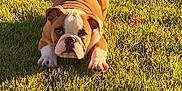 Daisy Mae joined the competition — help win amazing prizes! bulldog, puppy, dog, grass, outdoor, sunlight, pet, animal, playful, crouching, greenery, nature, cute, young, canine, summer, daytime, mammal, fur, adorable