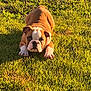 bulldog, puppy, dog, grass, outdoor, sunlight, pet, animal, playful, crouching, greenery, nature, cute, young, canine, summer, daytime, mammal, fur, adorable