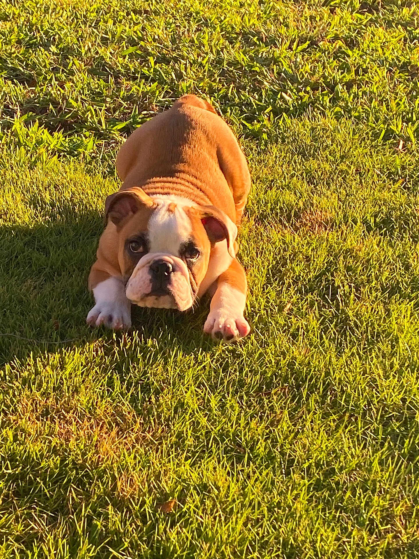 Daisy Mae joined the competition — help win amazing prizes! bulldog, puppy, dog, grass, outdoor, sunlight, pet, animal, playful, crouching, greenery, nature, cute, young, canine, summer, daytime, mammal, fur, adorable