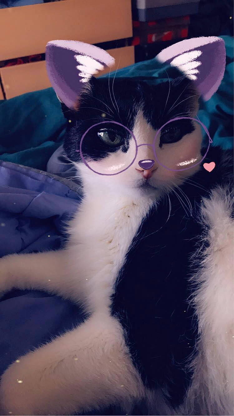 Félix participe au concours pour gagner de l'argent avec cette photo : carnivore, cat, domestic_short_haired_cat, electric_blue, felidae, fur, paw, small_to_medium_sized_cats, snout, tail, toy, whiskers