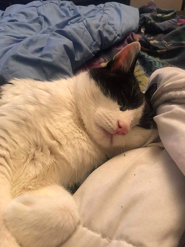 Félix a rejoint le concours — aidez-le/la à gagner de superbes lots ! bedding, carnivore, cat, claw, comfort, domestic_short_haired_cat, felidae, fur, human_leg, lap, linens, nap, paw, sky, sleep, small_to_medium_sized_cats, snout, square, tail, whiskers