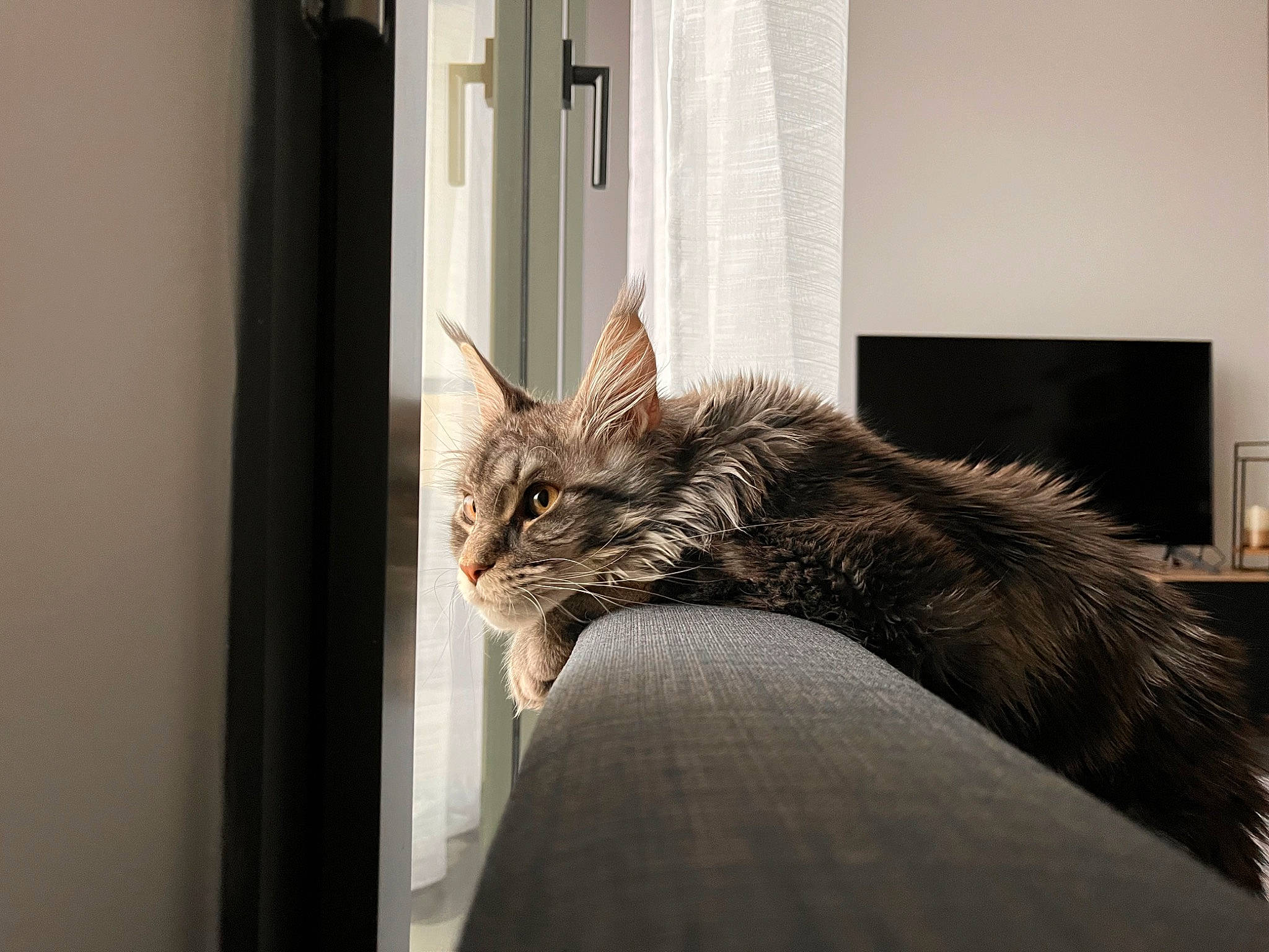 Ariana participe au concours pour gagner de l'argent avec cette photo : carnivore, cat, claw, comfort, domestic_short_haired_cat, felidae, flooring, fur, hardwood, human_leg, paw, plant, small_to_medium_sized_cats, snout, tail, tree, whiskers, wildlife, window, wood