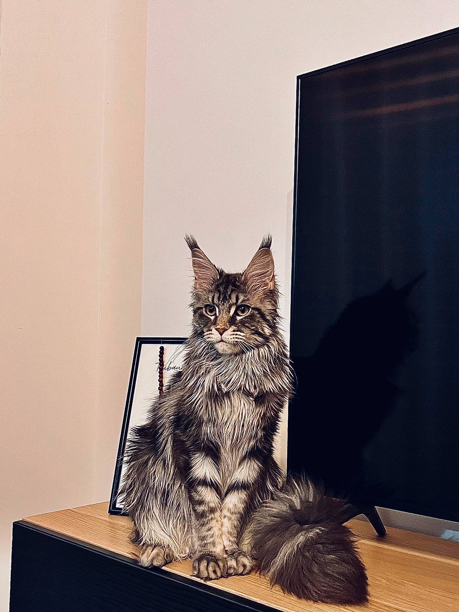 Ariana participe au concours pour gagner de l'argent avec cette photo : art, box, cardboard, carnivore, cat, domestic_short_haired_cat, felidae, fur, graphic_design, illustration, paper_product, rectangle, room, small_to_medium_sized_cats, tail, visual_arts, whiskers, window, wood