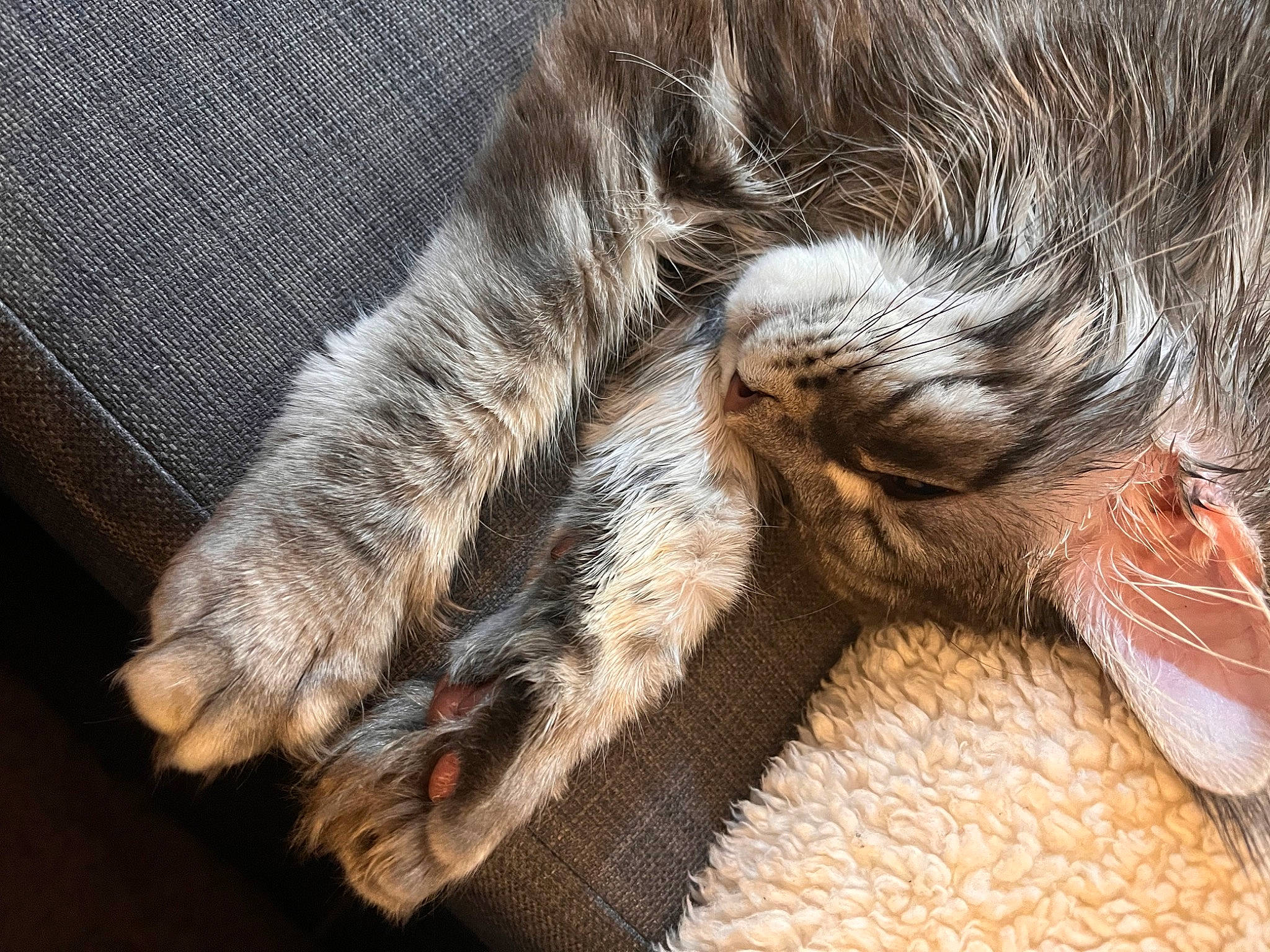 Ariana a rejoint le concours — aidez-le/la à gagner de superbes lots ! carnivore, cat, claw, close_up, comfort, domestic_short_haired_cat, felidae, fur, fur_clothing, gesture, human_leg, mammal, nap, paw, small_to_medium_sized_cats, snout, tail, terrestrial_animal, vertebrate, whiskers