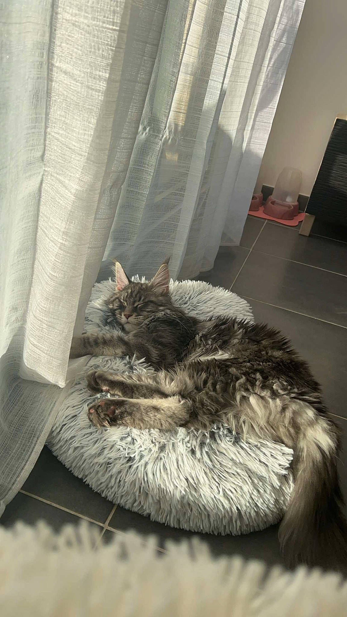 Ariana a rejoint le concours — aidez-le/la à gagner de superbes lots ! bedding, carnivore, cat, comfort, curtain, domestic_short_haired_cat, felidae, flooring, fur, grey, linens, monochrome_photography, nap, paw, room, small_to_medium_sized_cats, tail, whiskers, window, window_treatment
