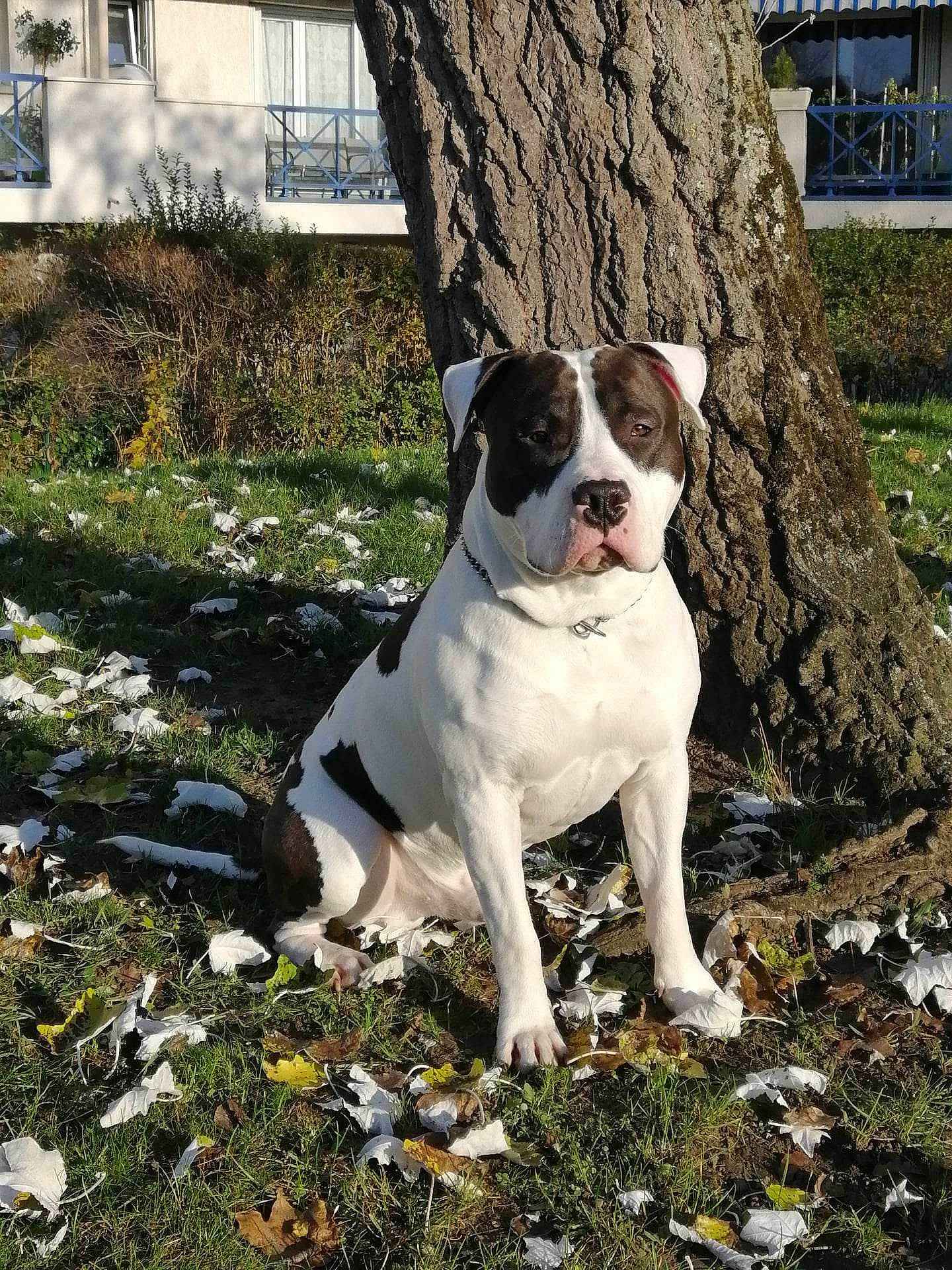 Daryl participe au concours pour gagner de l'argent avec cette photo : art, carnivore, collar, companion_dog, dog, dog_breed, dog_collar, fawn, grass, groundcover, molosser, non_sporting_group, plant, snout, sporting_group, tail, tree, window, working_animal, working_dog