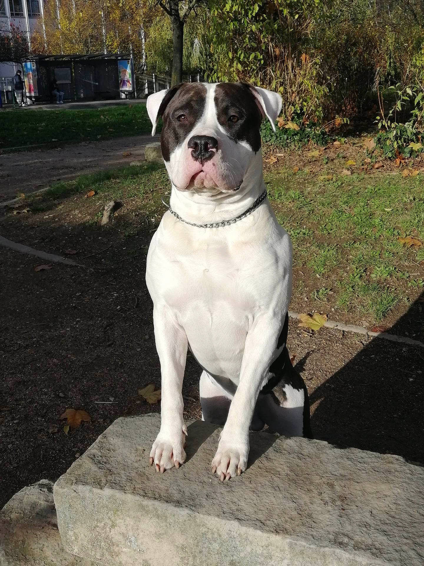 Daryl participe au concours pour gagner de l'argent avec cette photo : art, bulldog, canidae, carnivore, companion_dog, concrete, dog, dog_breed, fawn, grass, molosser, non_sporting_group, plant, road_surface, snout, sporting_group, tree, working_animal