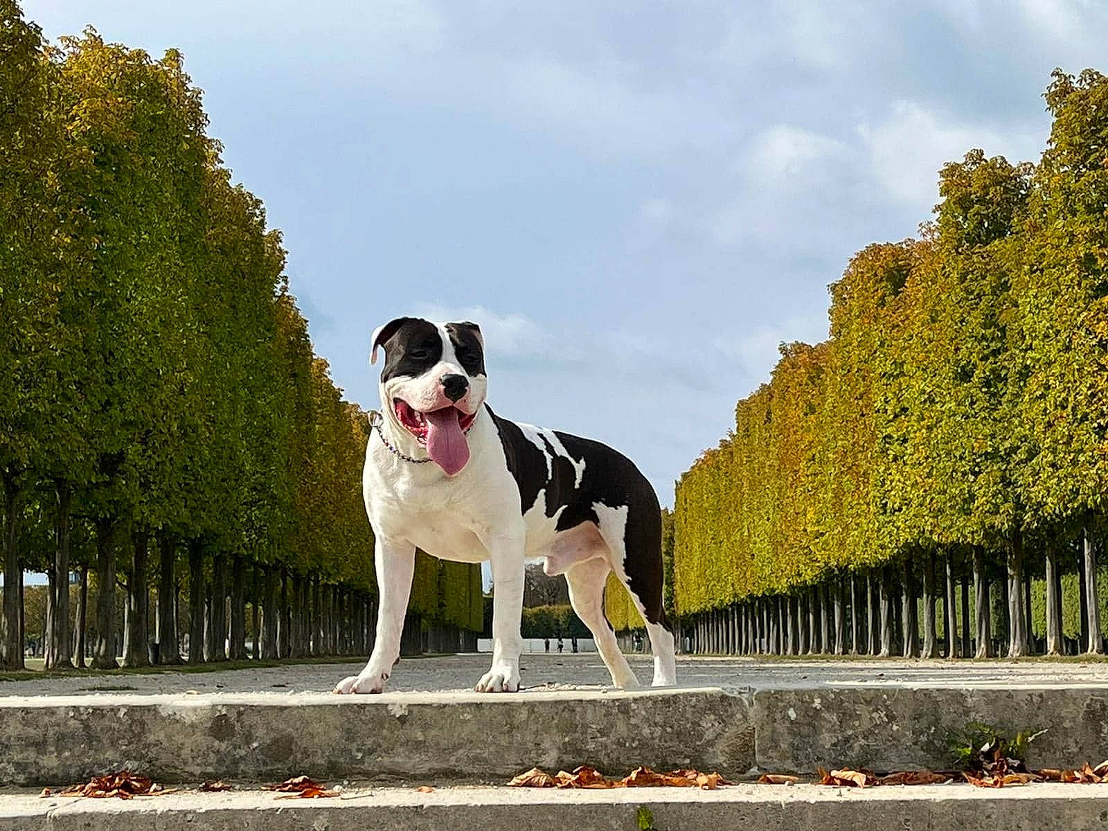 Daryl a rejoint le concours — aidez-le/la à gagner de superbes lots ! carnivore, cloud, collar, companion_dog, dog, dog_breed, dog_collar, fawn, fence, grass, leash, mammal, molosser, plant, road, sky, snout, sporting_group, tree, working_animal