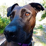 Lou participe au concours pour gagner de l'argent avec cette photo : dog, close_up, outdoor, nature, collar, brown, black, animal, face, ears, nose, path, trees, sunlight, grass, curious, pet, canine, daylight, forest