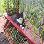 Bow joined the competition — help win amazing prizes! cat, black_and_white_cat, bench, plants, potted_plants, wooden_deck, greenery, outdoor, relaxing, pet, feline, nature, wood, leafy_plants, resting, calm, animal, domestic_cat, garden, sunlight