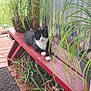 animal, bench, black_and_white_cat, calm, cat, domestic_cat, feline, garden, greenery, leafy_plants, nature, outdoor, pet, plants, potted_plants, relaxing, resting, sunlight, wood, wooden_deck