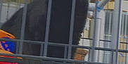 Lucy is registered to the contest to win money with this photo: animal, bars, black_cat, cage, cat, closeup, confined, container, curious, dark_fur, domestic_animal, feline, indoor, looking, metal_bars, pet, quiet, shelter, vertical, yellow_eyes