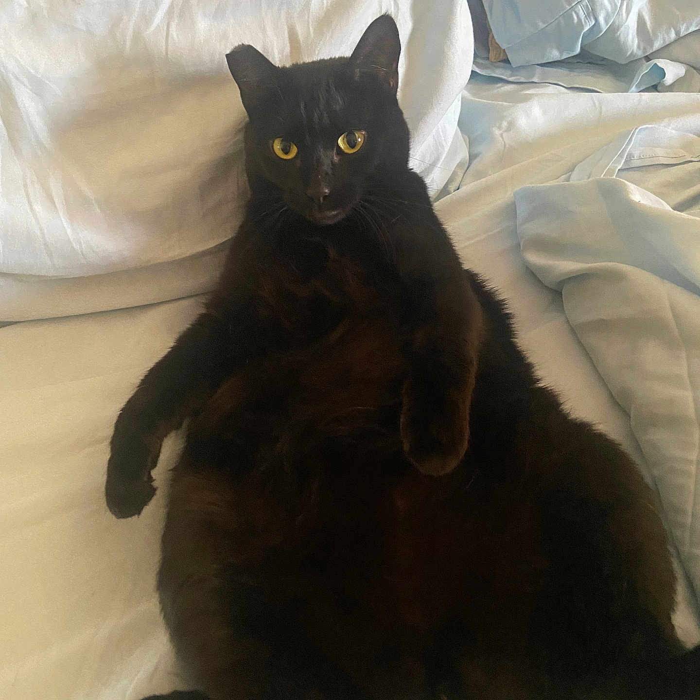 Lucy joined the competition — help win amazing prizes! animal, bed, black_cat, cat, cute, domestic_cat, feline, fur, indoor, lying_down, mammal, paw, pet, portrait, relaxed, resting, sleepy, whiskers, white_bedspread, yellow_eyes