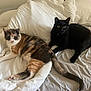 Lucy is registered to the contest to win money with this photo: animal, bed, black_cat, blanket, calico_cat, cat, cozy, cute, domestic, feline, fur, indoor, laying, looking, pet, relaxed, resting, tail, two_animals, whiskers