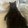 Lucy is registered to the contest to win money with this photo: animal, bed, black_cat, cat, cute, domestic_cat, feline, fur, indoor, lying_down, mammal, paw, pet, portrait, relaxed, resting, sleepy, whiskers, white_bedspread, yellow_eyes